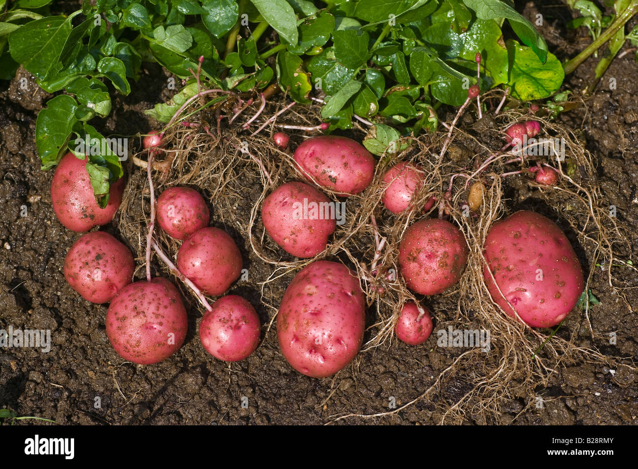 Red Potato Harvest Stock Photo
