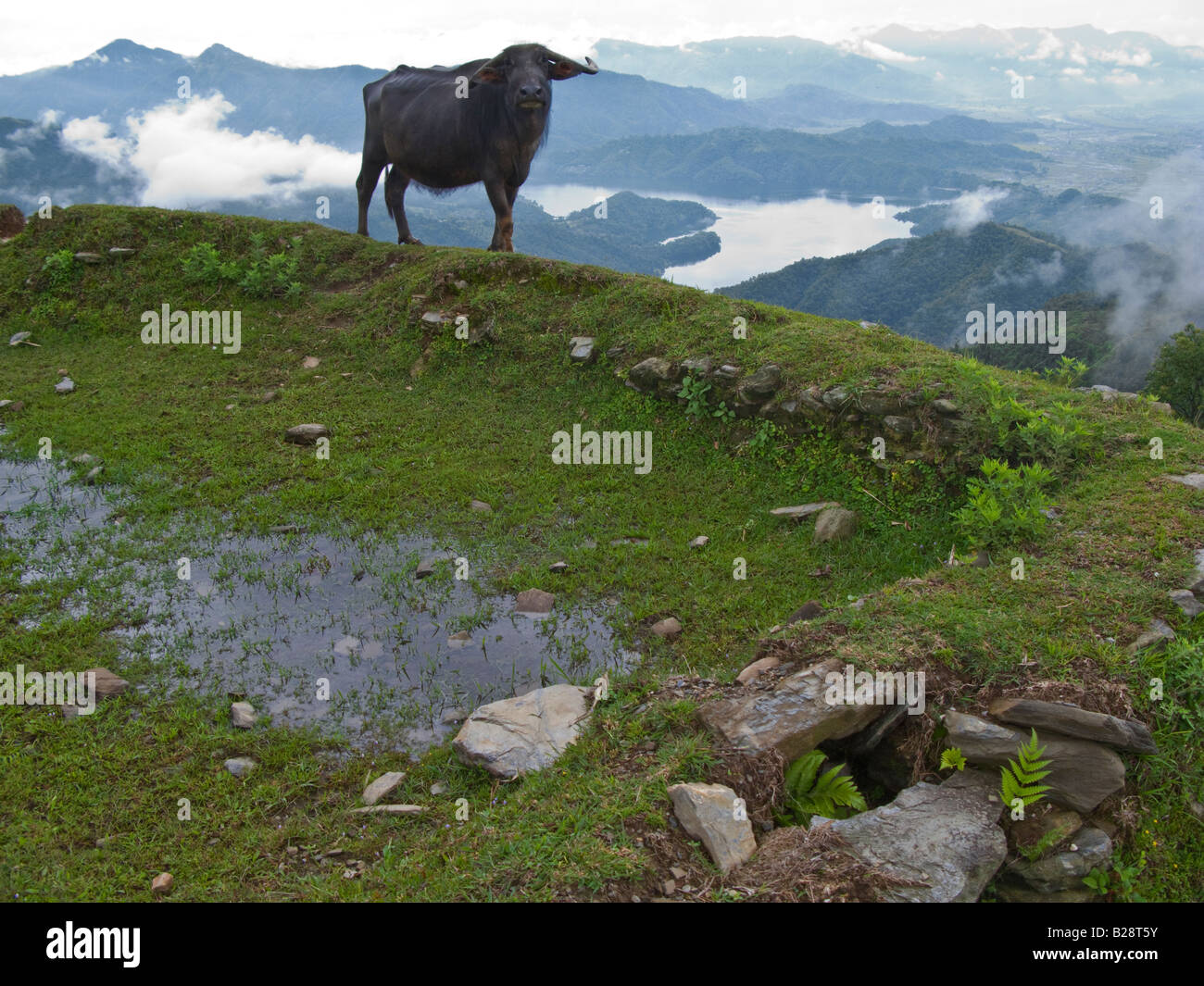 Water buffalo grazing Himalayas mountains Pokhara Nepal Stock Photo