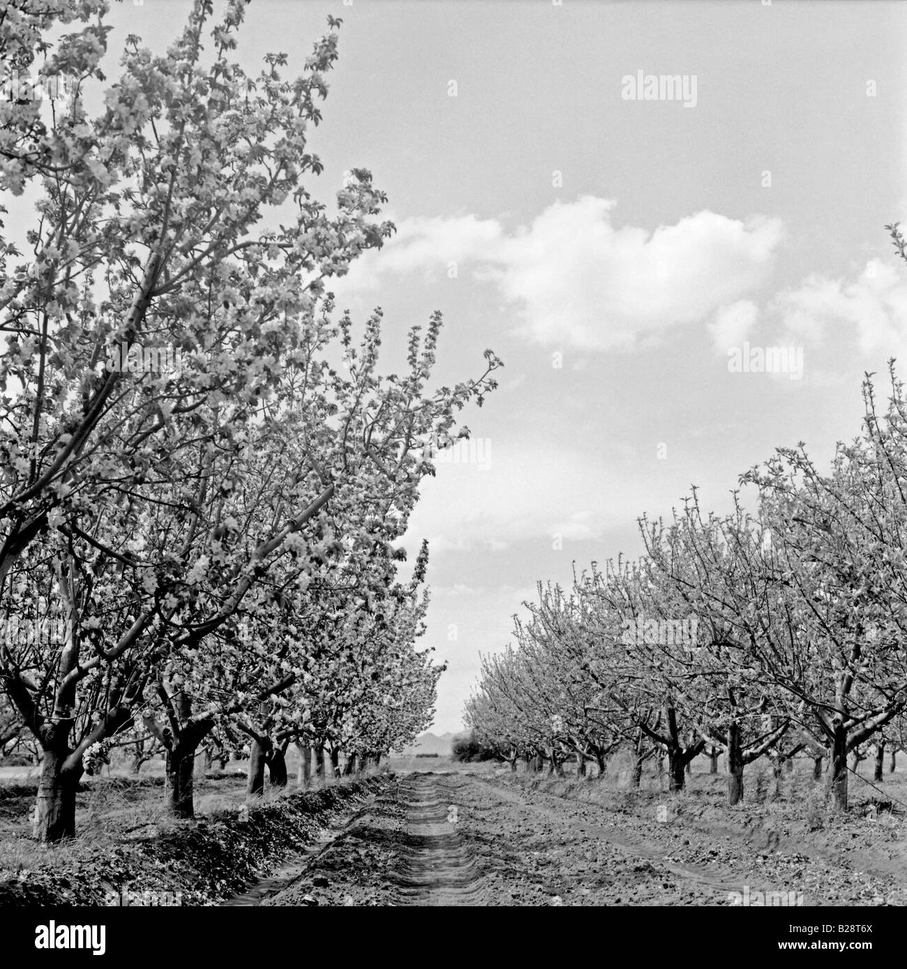 orchard arizona fruit trees rows agriculture farming produce flowering flowers trees fruiting Stock Photo