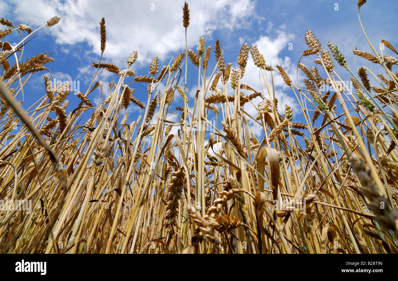 Wheat field under a blue cloudy sky Stock Photo - Alamy