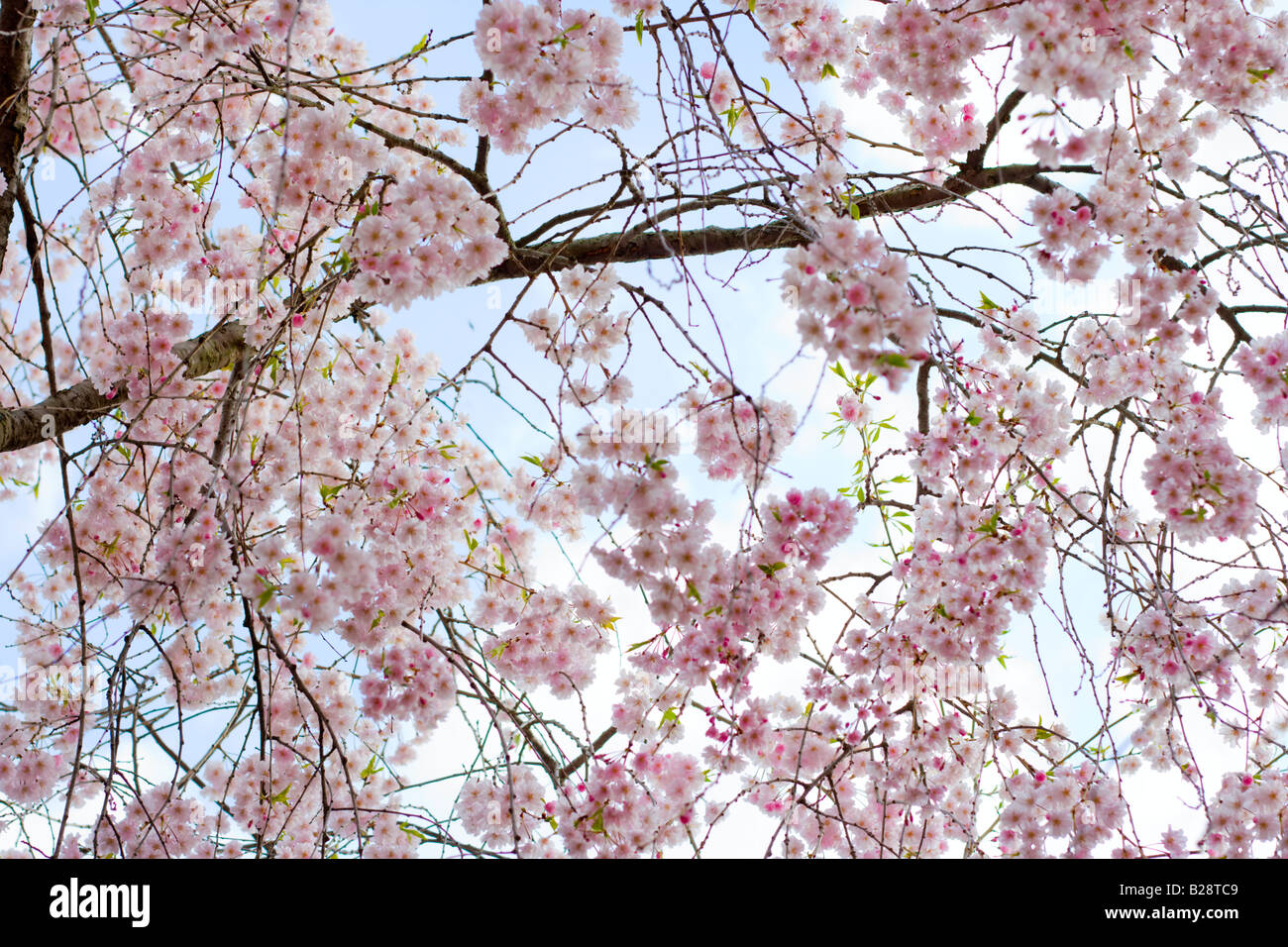 Cherry blossom tree hi-res stock photography and images - Alamy