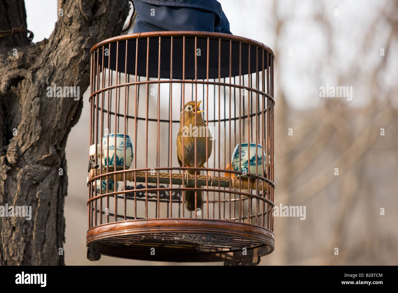 Twitter bird cage hi-res stock photography and images - Alamy, image size:1300x956