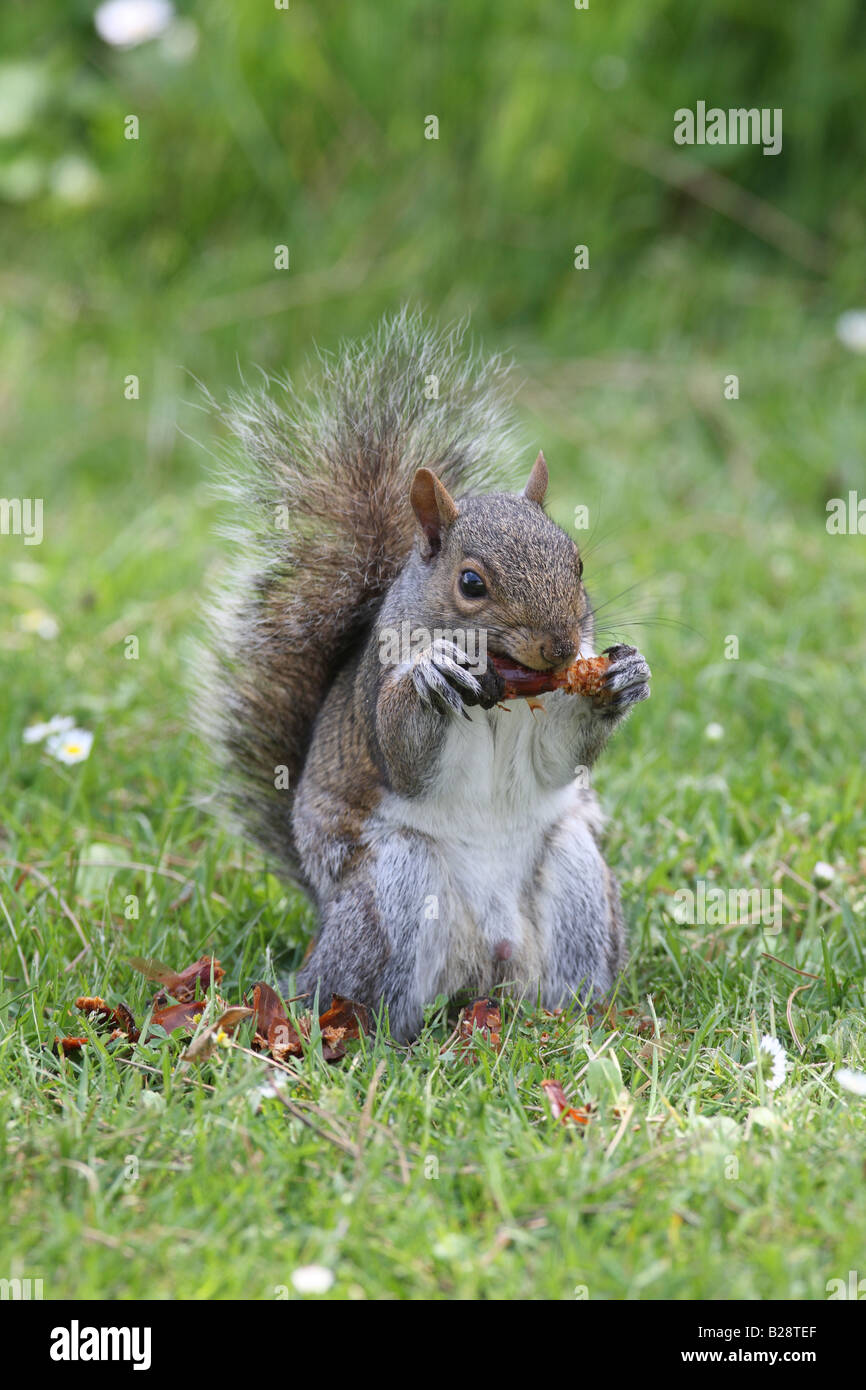 GREY SQUIRREL Scirius carolinensis EATING PINE CONE FRONT VIEW Stock