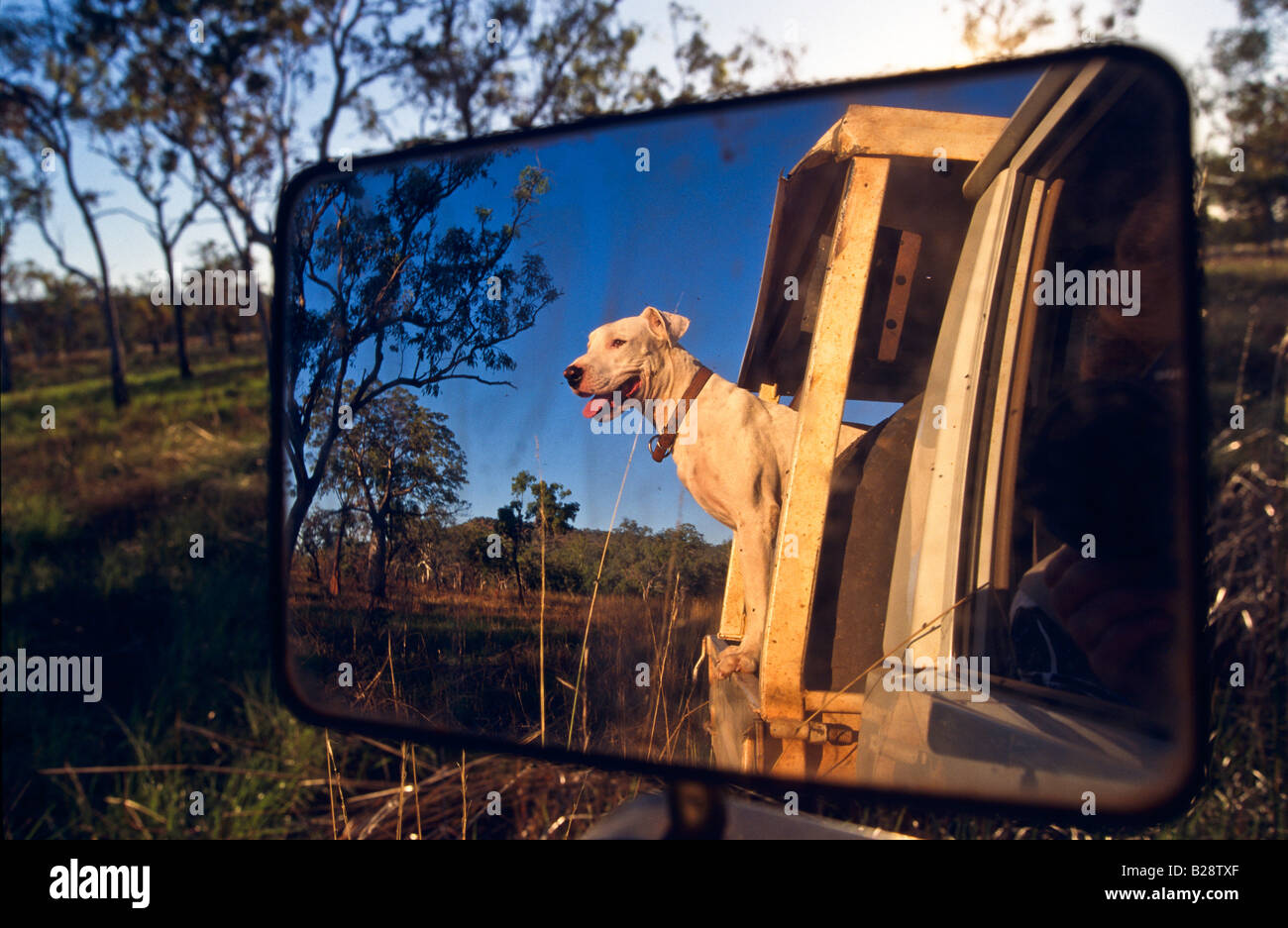 Dog riding car pickup ute hi-res stock photography and images - Alamy