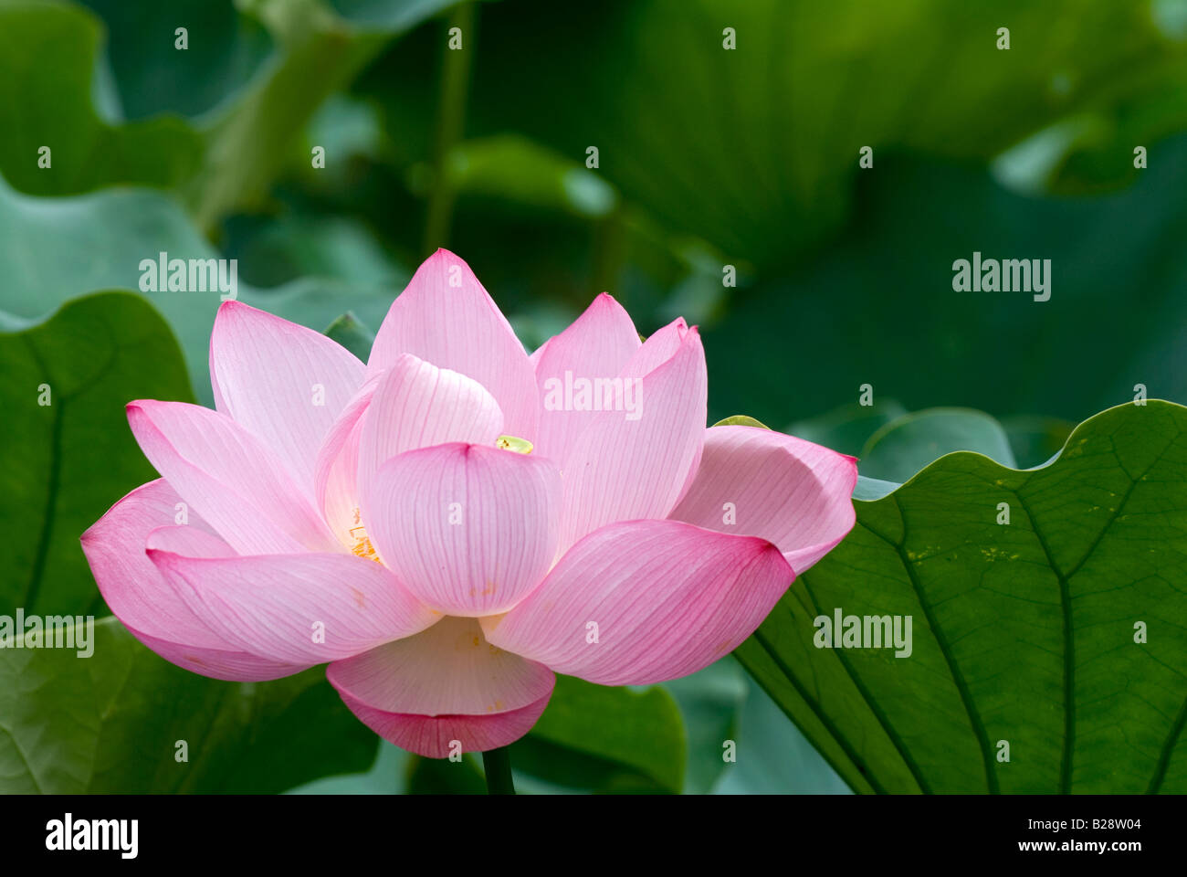 Large pink lotus blossom amongst deep green lily pads in Shinobazu pond at Ueno Park in Tokyo Stock Photo