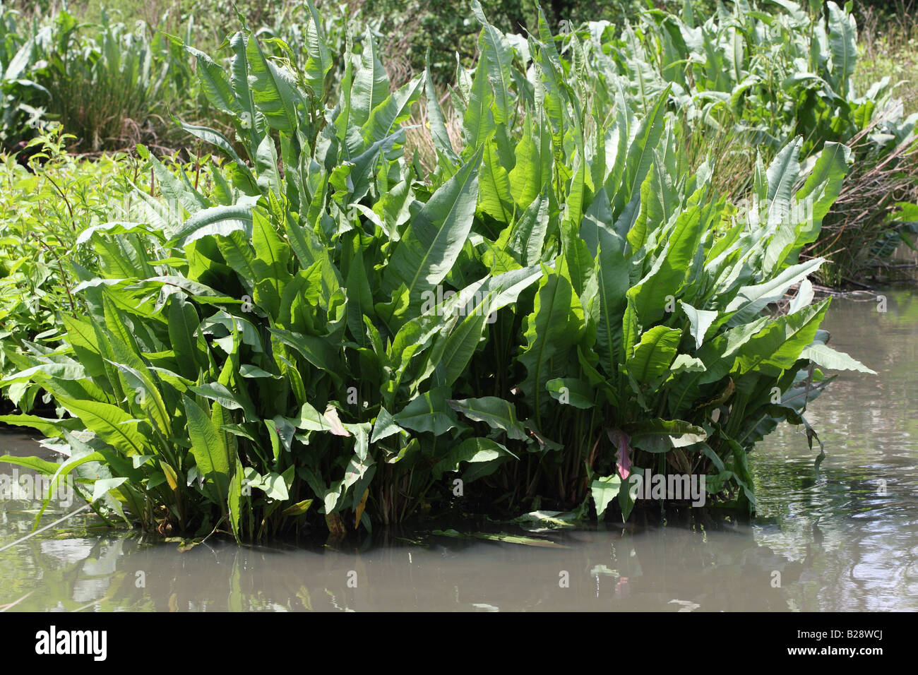 GREAT WATER DOCK Rumex hydrolapathum PLANT GROWING AT WATERS EDGE Stock Photo
