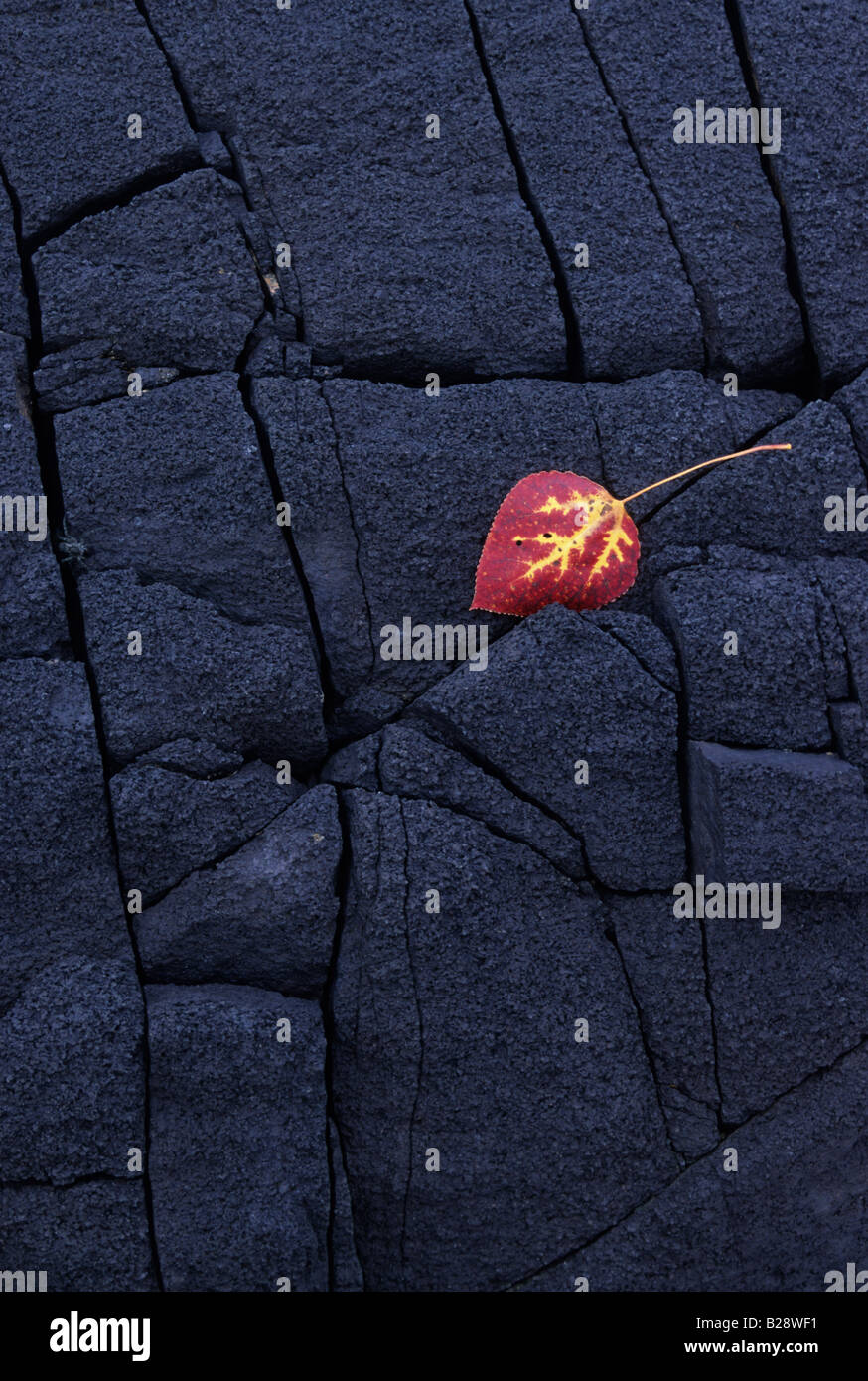 Red poplar leaf lying on blackened rocks, Copper Cliff, Ontario, Canada. Stock Photo