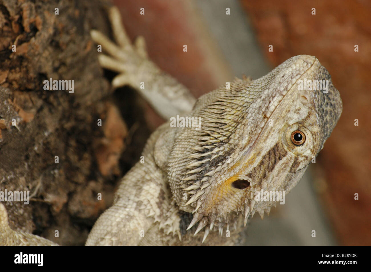 Agamid lizard hi-res stock photography and images - Alamy