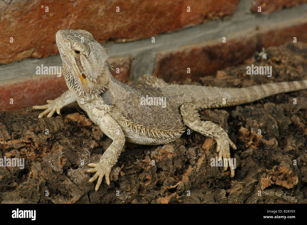 Agamid Lizard High Resolution Stock Photography and Images - Alamy