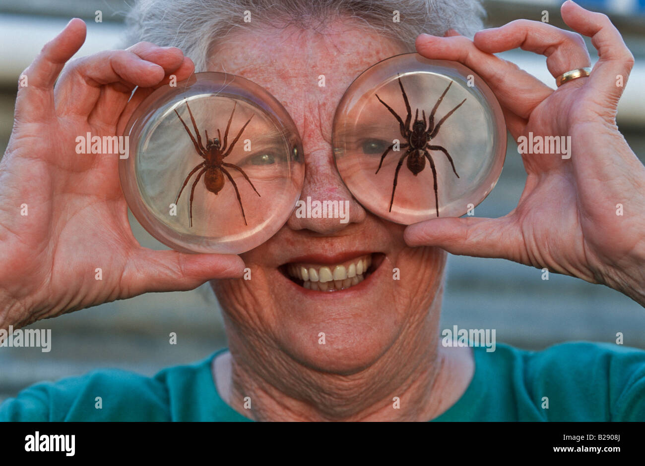 Spider collector, Australia Stock Photo