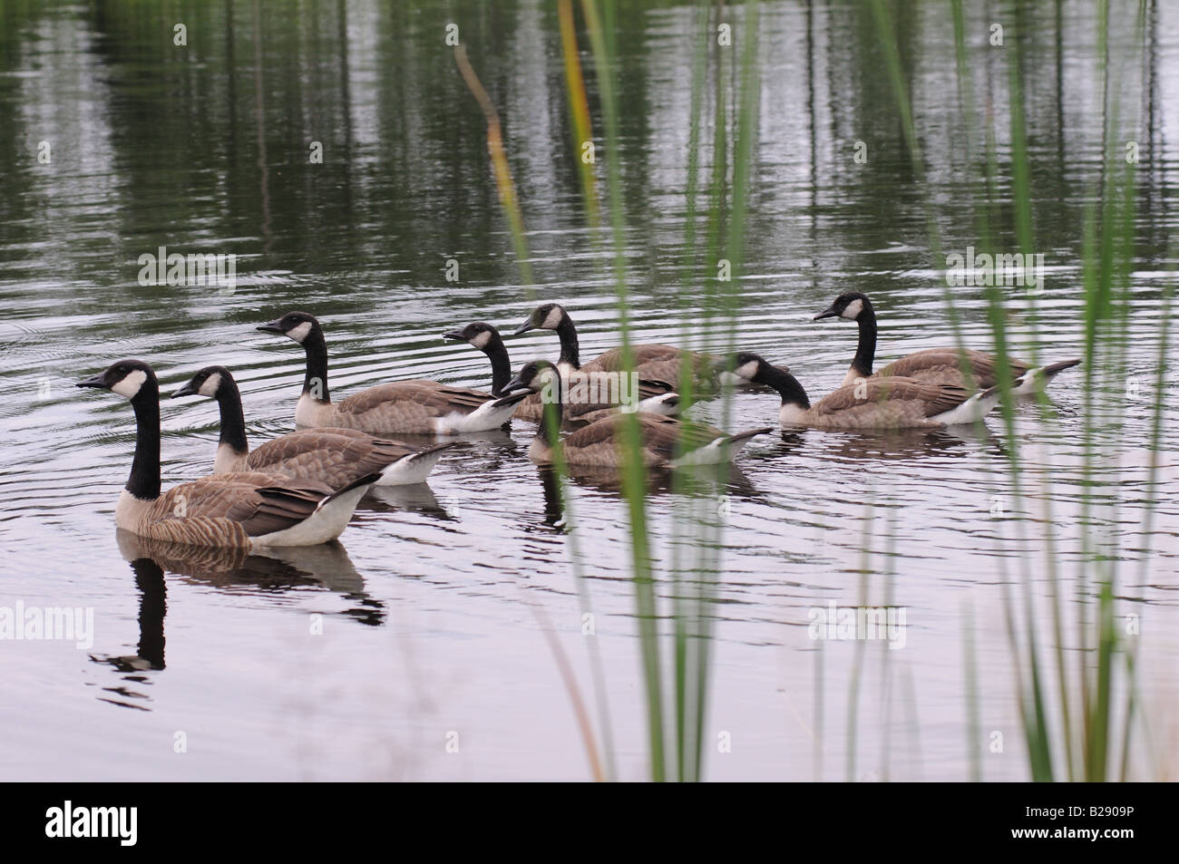Canadian geese swimming in perfect symmetry in a pond on a golf course ...