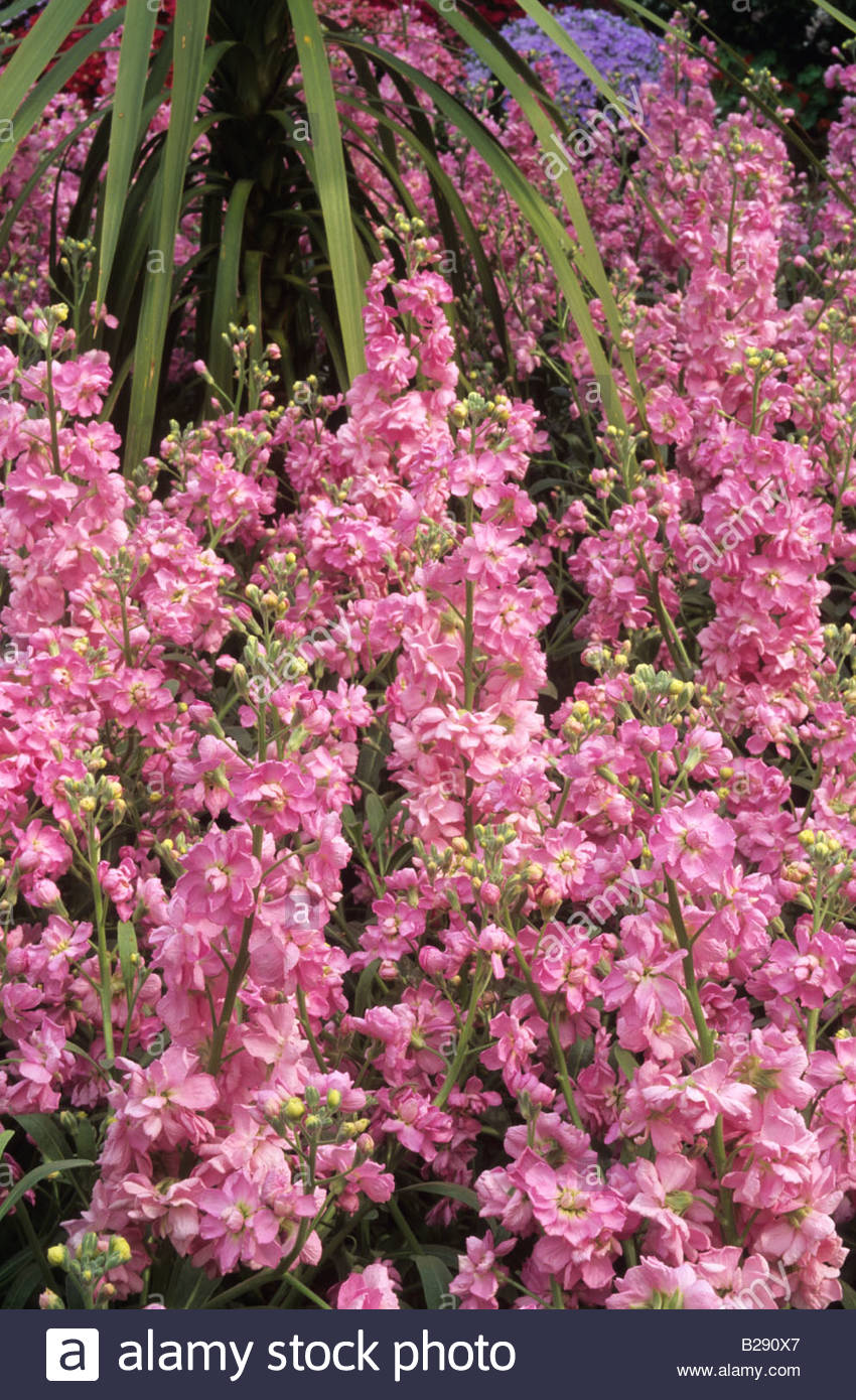 Forum on this topic: Gilly Flower, gilly-flower/ Communication on this topic: Christine Ko, gilly-flower/