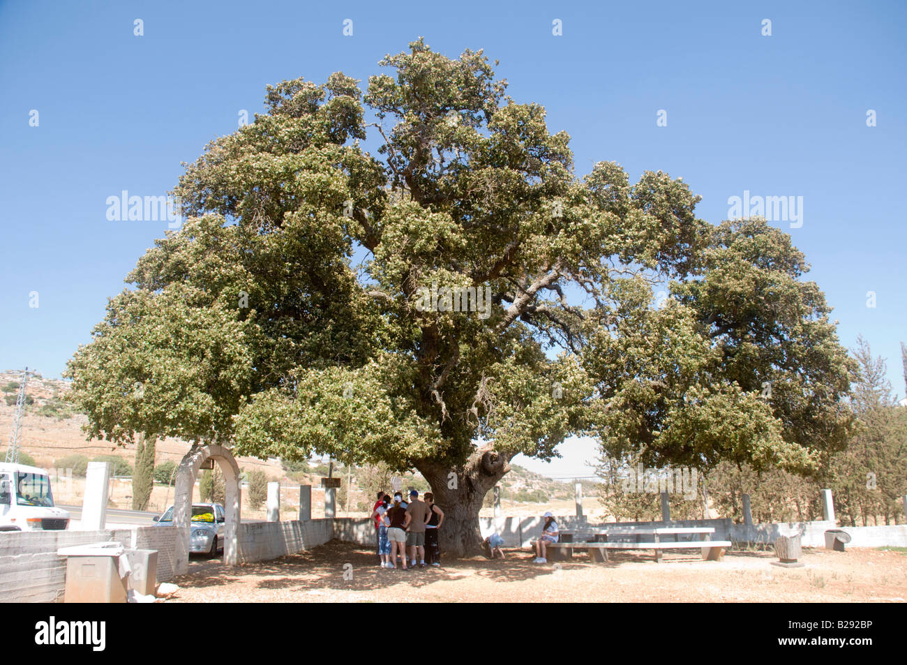 Israel Lower Galilee the tomb of Rabbi Aba Halafta Mount Tabor Oak tree ...