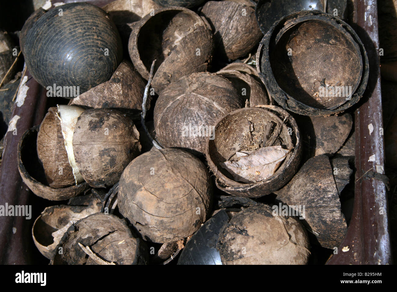 Tray filled with dried empty brown Coconut shells mixed with artificial shells used for rubber tapping and agriculture purposes Stock Photo