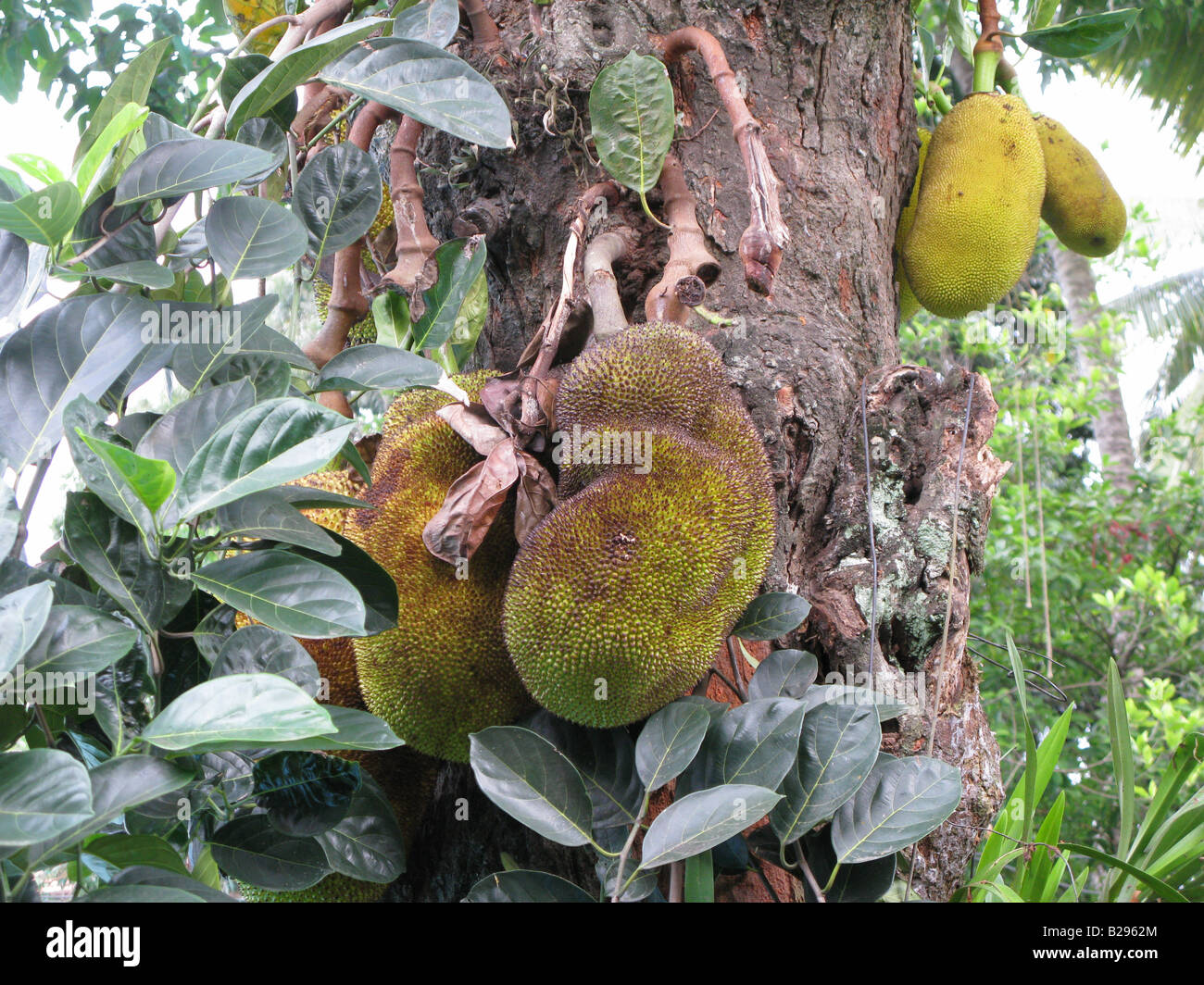 Jack fruit tree, Sri Lanka Stock Photo