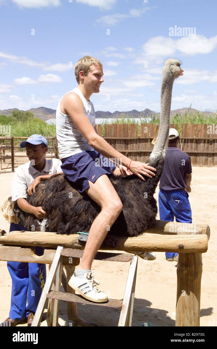 Ostrich Farm Oudtshoorn Garden Route South Africa Ref WP TARU 000661