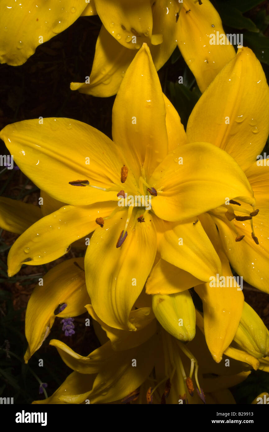 yellow Hemerocallis, Lilium or Day Lilly Stock Photo