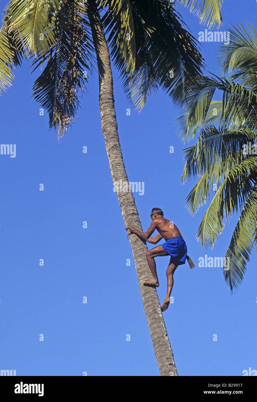 Coconut picker Goa State India Date 15 06 2008 Ref ZB548 115573 0060 COMPULSORY CREDIT World Pictures Photoshot Stock Photo