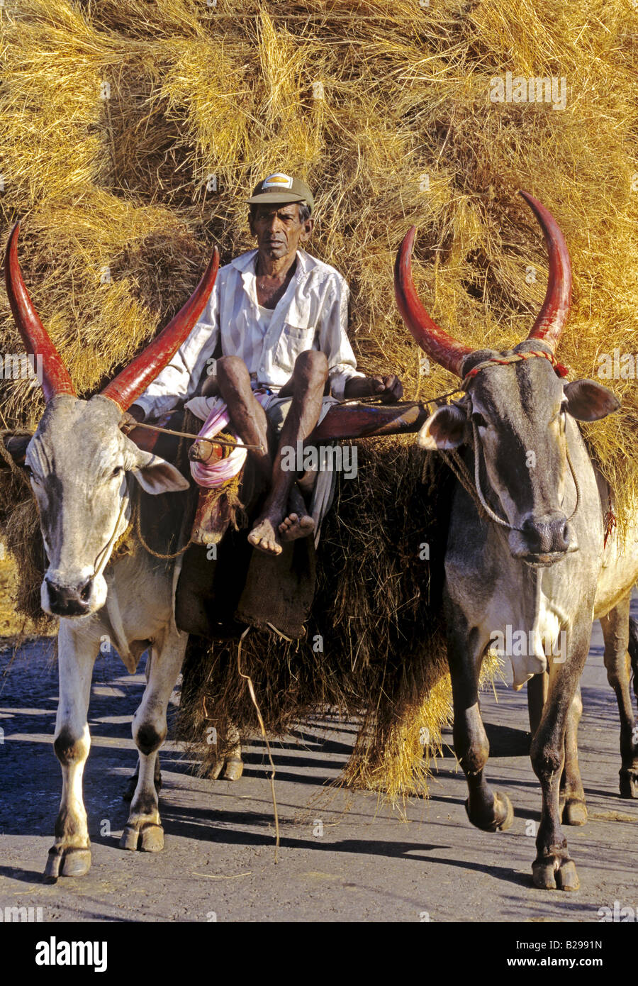 Cow cart Goa State India Date 15 06 2008 Ref ZB548 115573 0071 COMPULSORY CREDIT World Pictures Photoshot Stock Photo