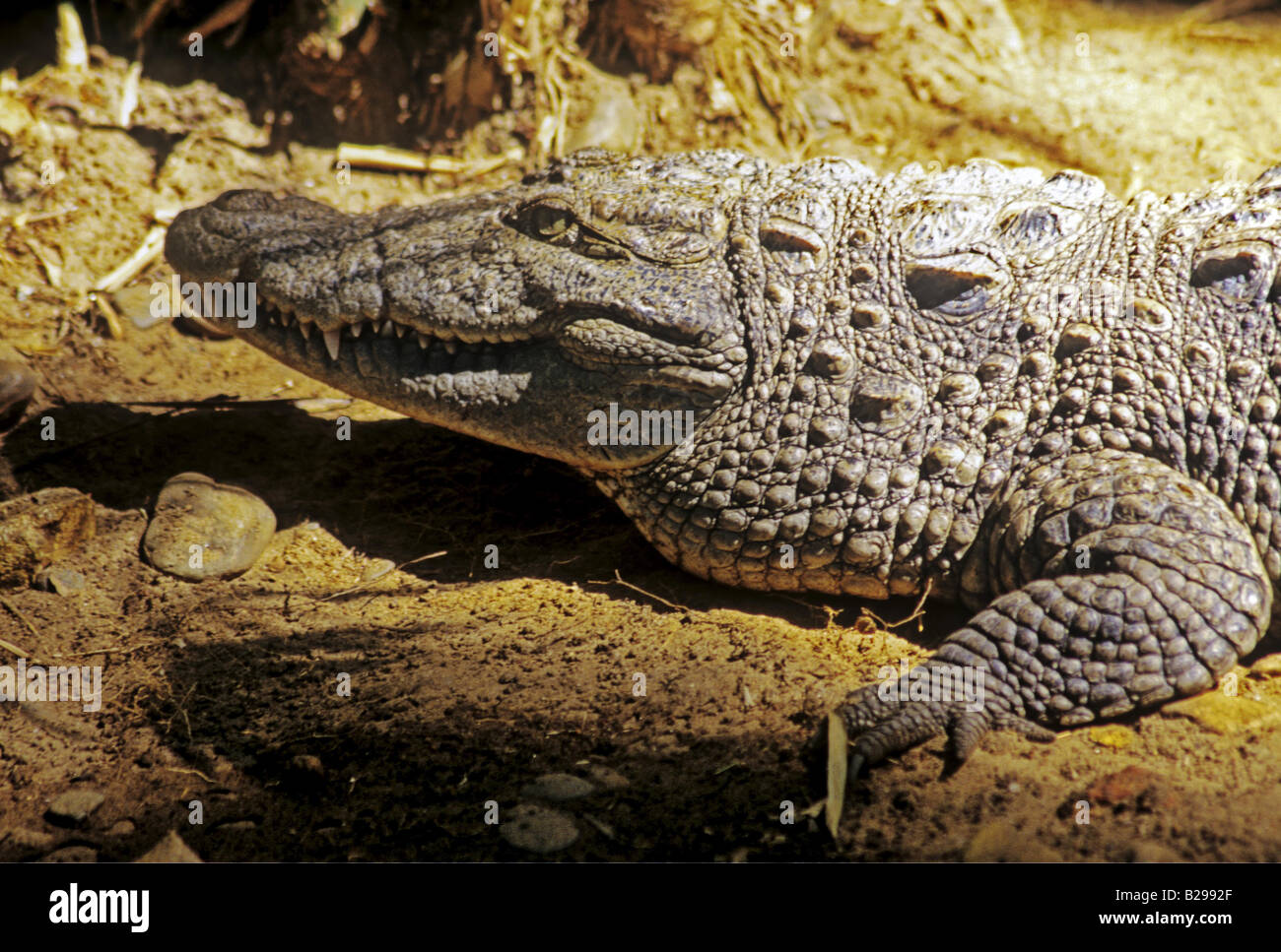 Esturine Crocodile Goa State India Date 15 06 2008 Ref ZB548 115573 0086 COMPULSORY CREDIT World Pictures Photoshot Stock Photo