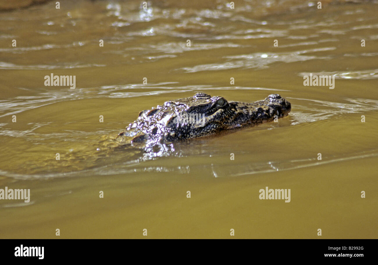 Esturine Crocodile Goa State India Date 15 06 2008 Ref ZB548 115573 0087 COMPULSORY CREDIT World Pictures Photoshot Stock Photo