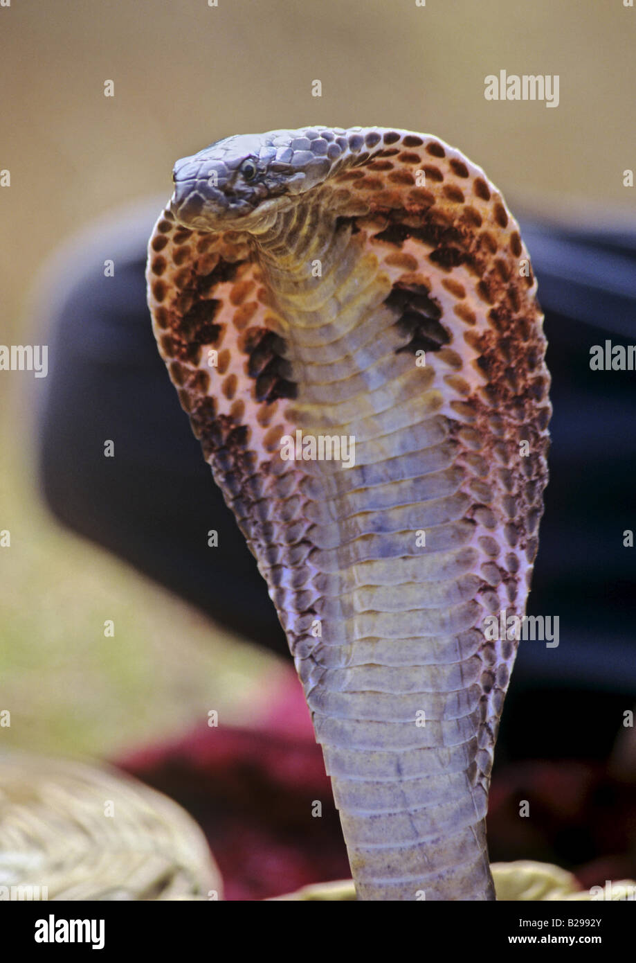 Hooded Cobra Goa State India Date 15 06 2008 Ref ZB548 115573 0095 COMPULSORY CREDIT World Pictures Photoshot Stock Photo