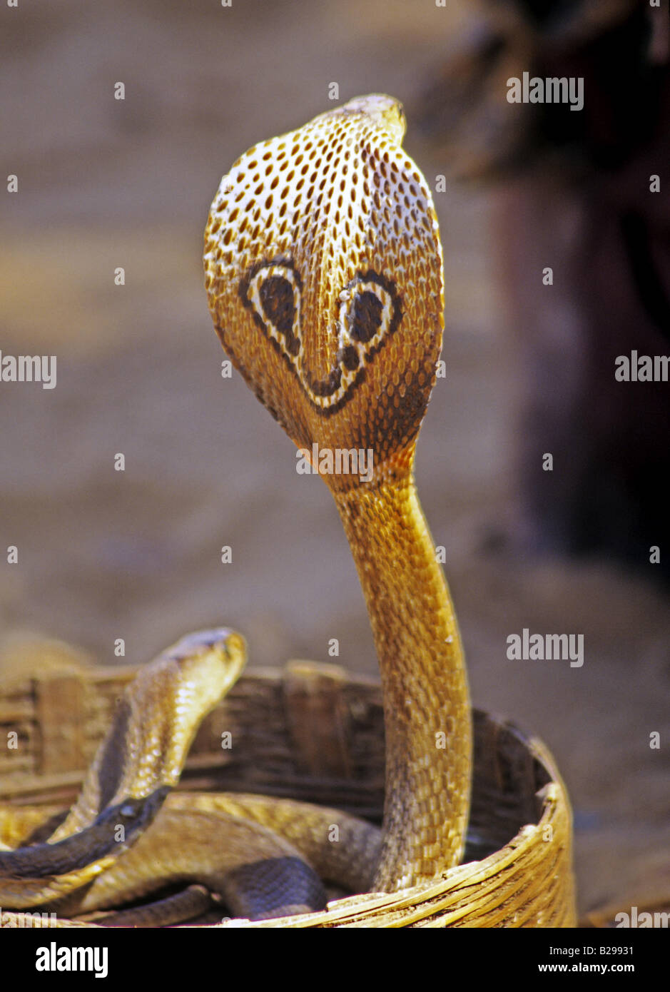 Hooded Cobra Goa State India Date 15 06 2008 Ref ZB548 115573 0096 COMPULSORY CREDIT World Pictures Photoshot Stock Photo