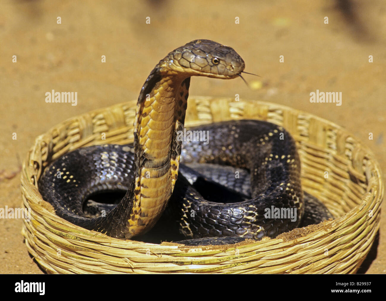 King Cobra Goa State India Date 15 06 2008 Ref ZB548 115573 0101 COMPULSORY CREDIT World Pictures Photoshot Stock Photo