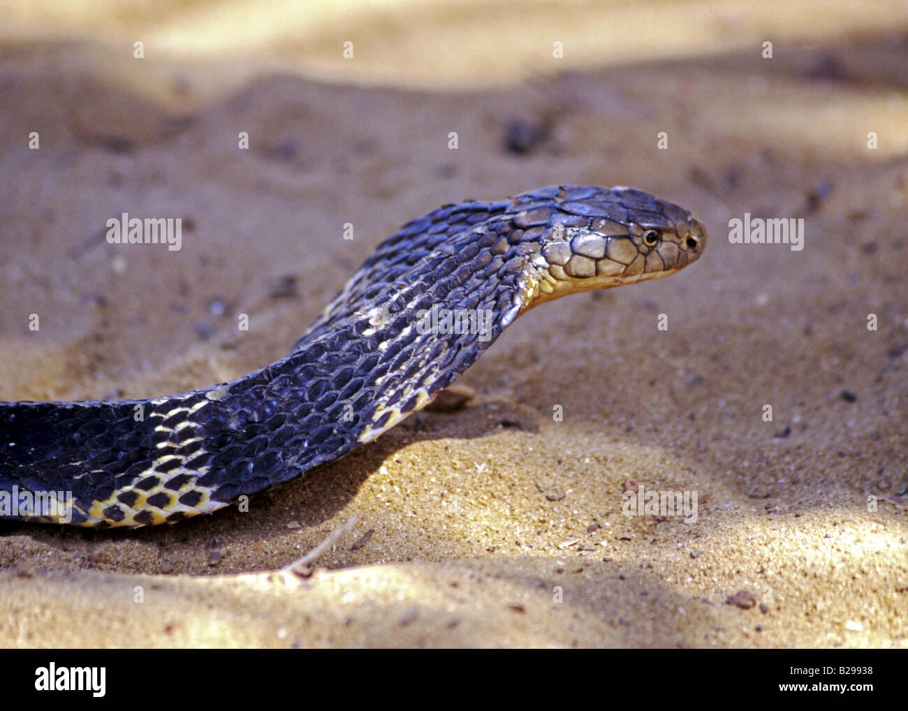 King Cobra Goa State India Date 15 06 2008 Ref ZB548 115573 0102 COMPULSORY CREDIT World Pictures Photoshot Stock Photo