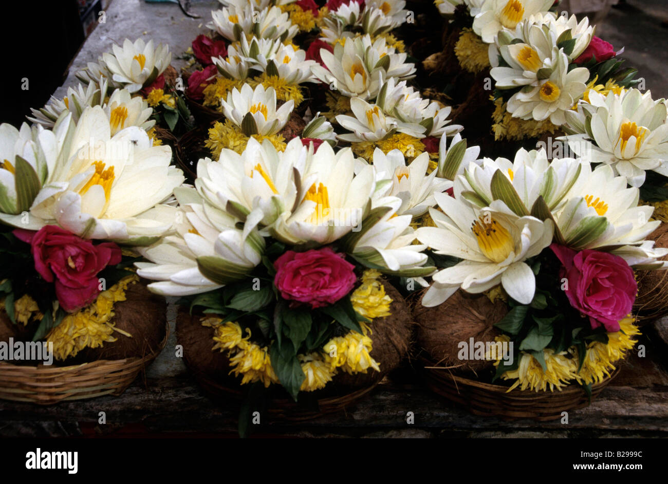 Flowers of tamil nadu hi-res stock photography and images - Alamy