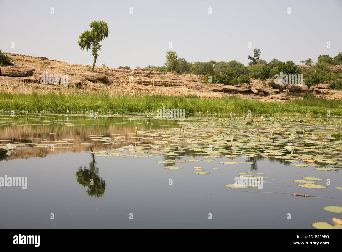 Mali Dogan Country Bandiagara Escarpment Lake with Lotus plants Stock Photo