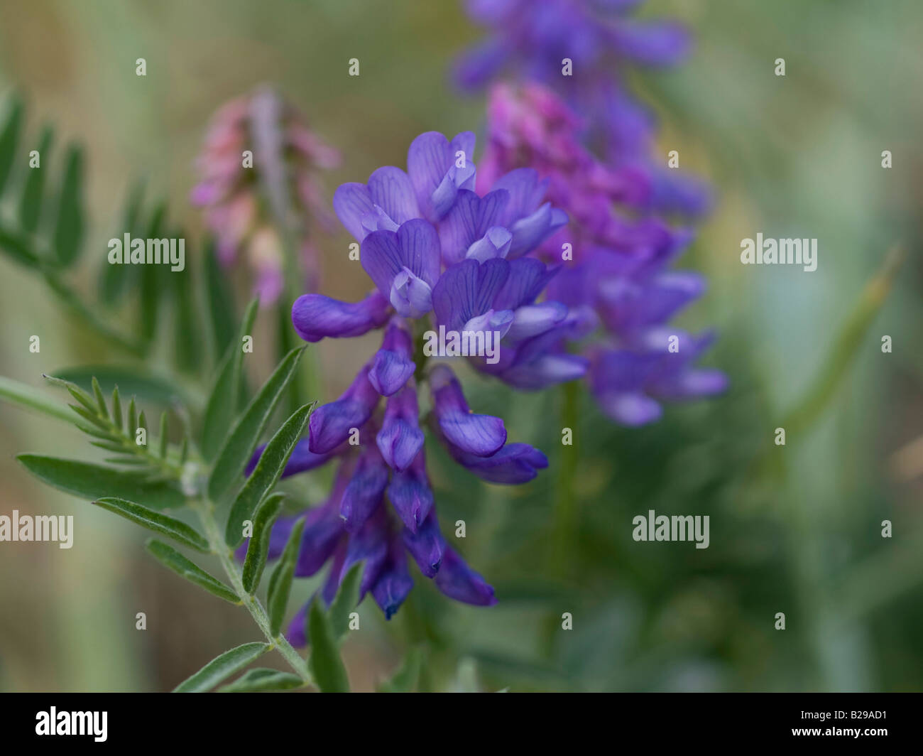 Tufted Vetch Stock Photo