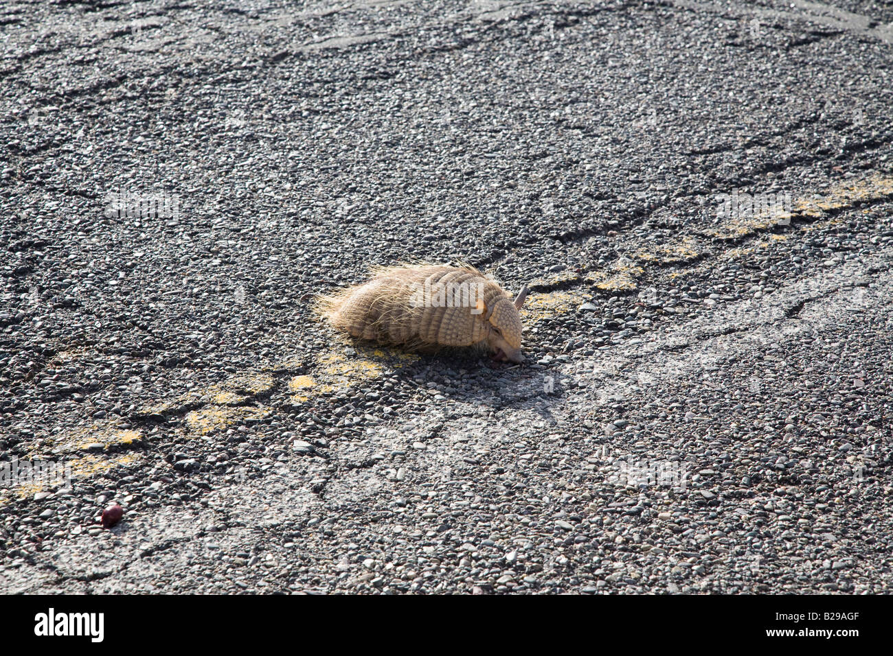 Armadillo roadkill hi-res stock photography and images - Alamy