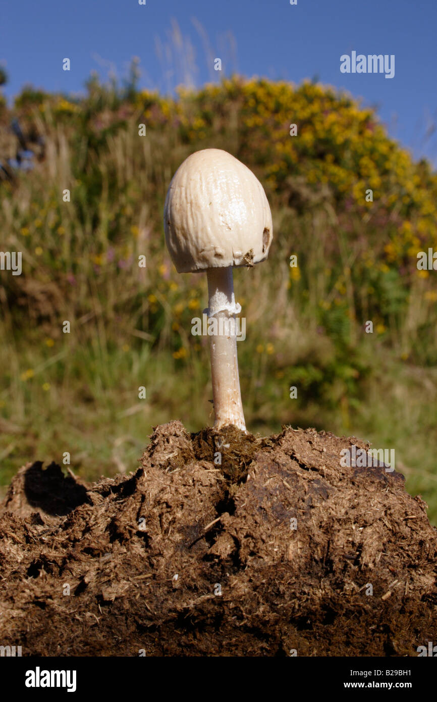 Egghead mottlegill fungus Panaeolus semiovatus on a cow pat UK Stock Photo