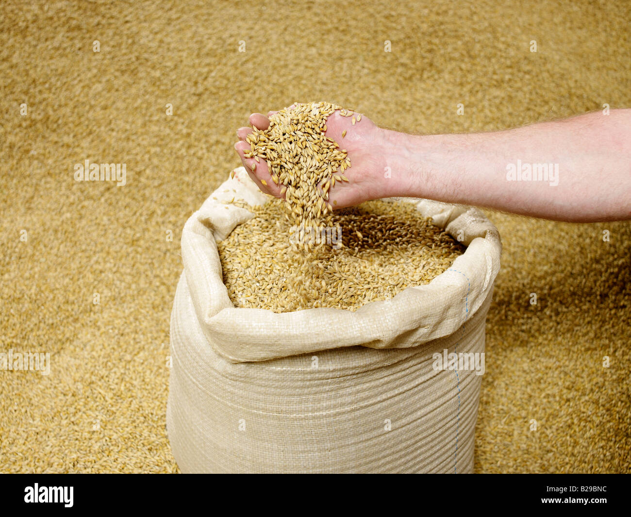 a handful of BARLEY BARLEY in a bag more BARLEY CORN behind Stock Photo
