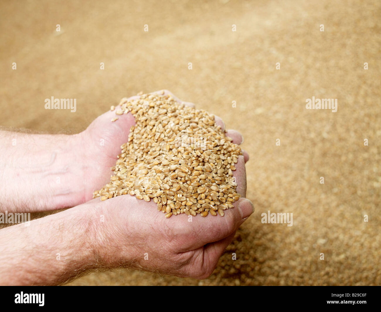 a handful of wheat, more wheat behind Stock Photo