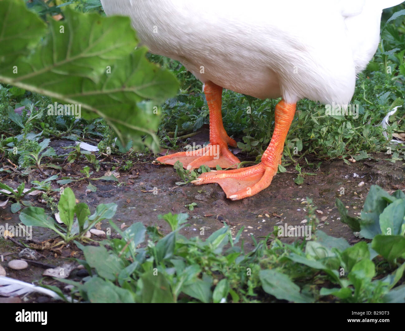 close of of duck's feet on floor Stock Photo