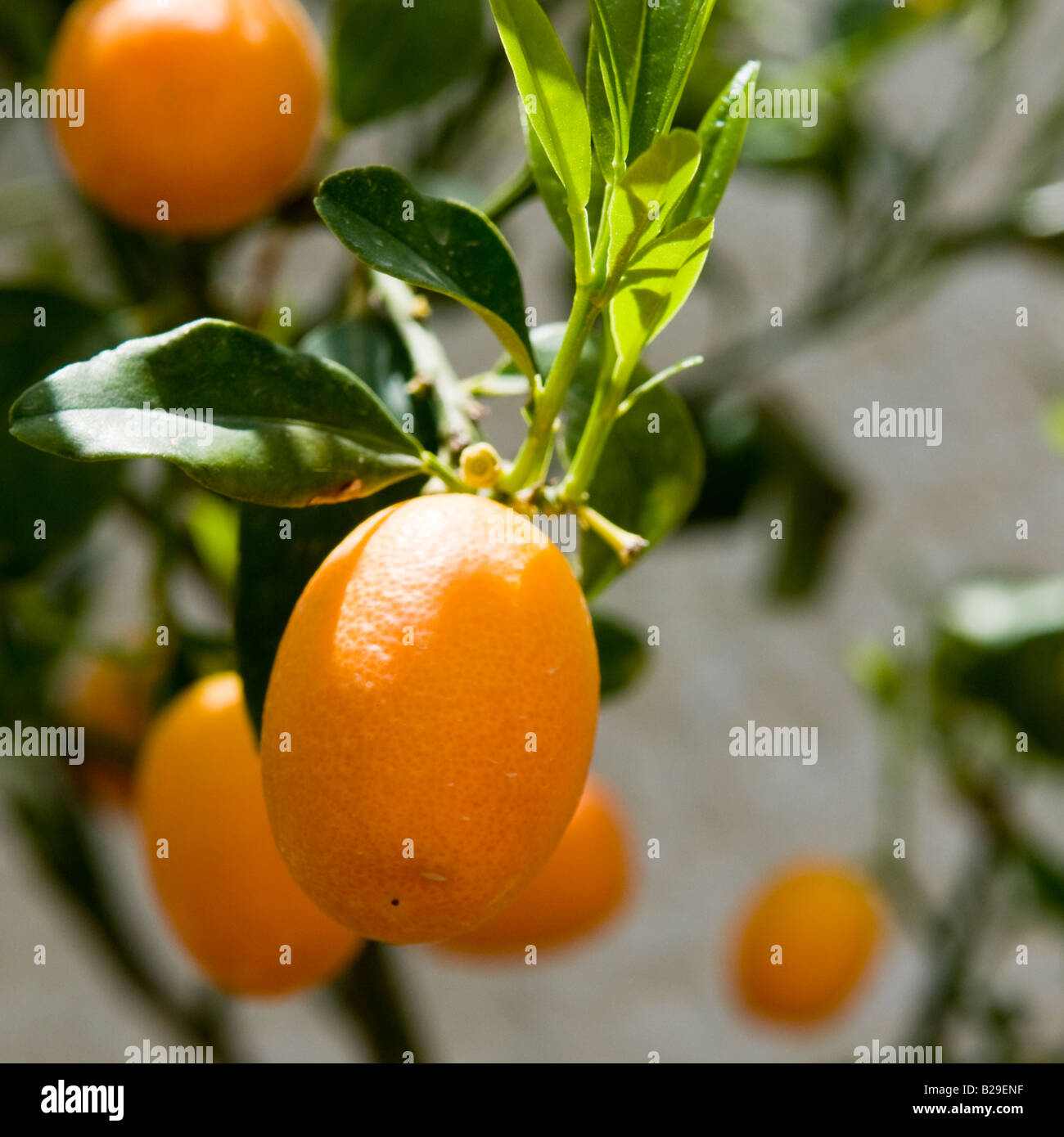 Kumquats growing on tree Stock Photo Alamy