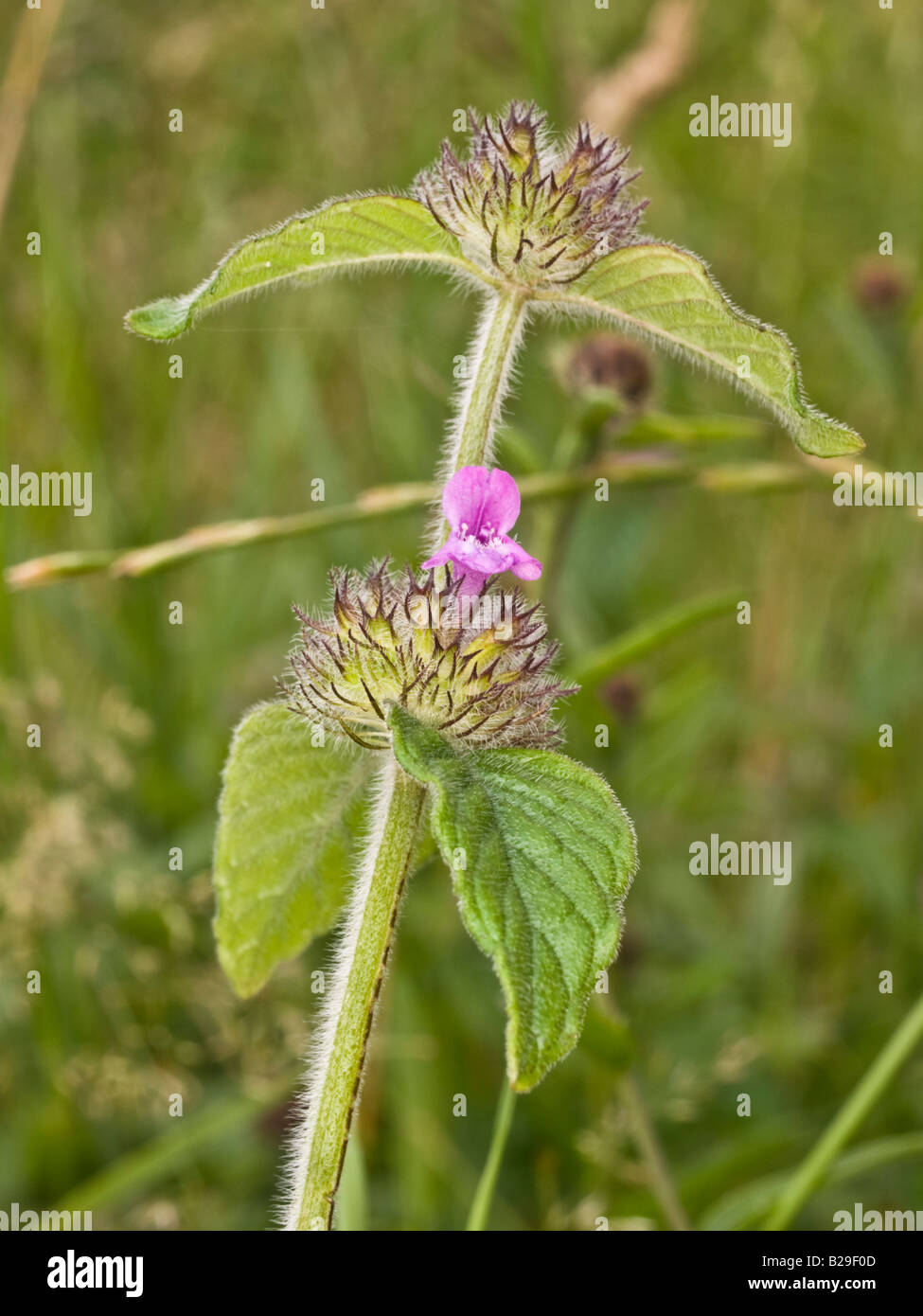 Wild Basil Clinopodium vulgare (Lamiaceae) Stock Photo