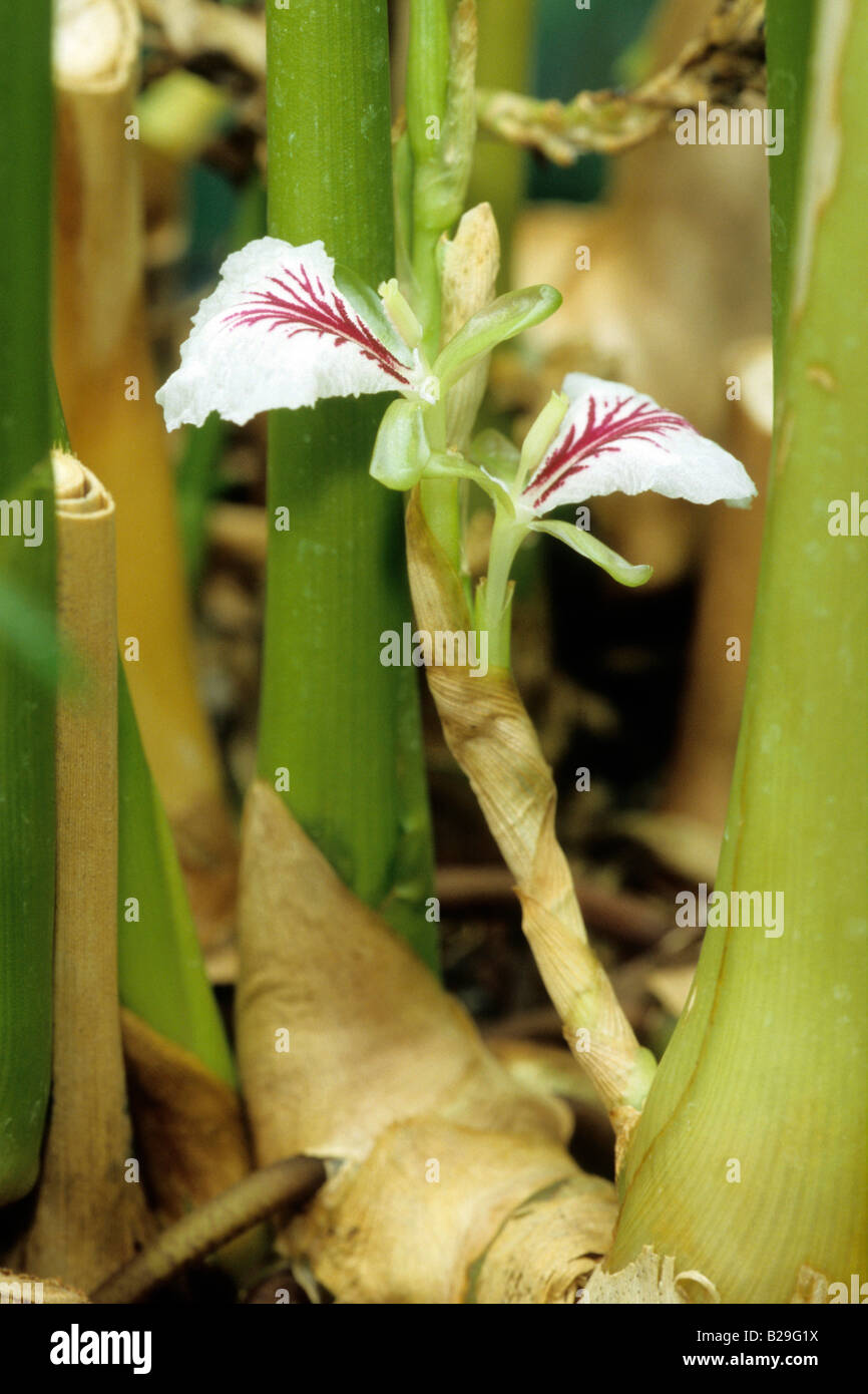 Cardamom (Elettaria cardamomum), flowering Stock Photo