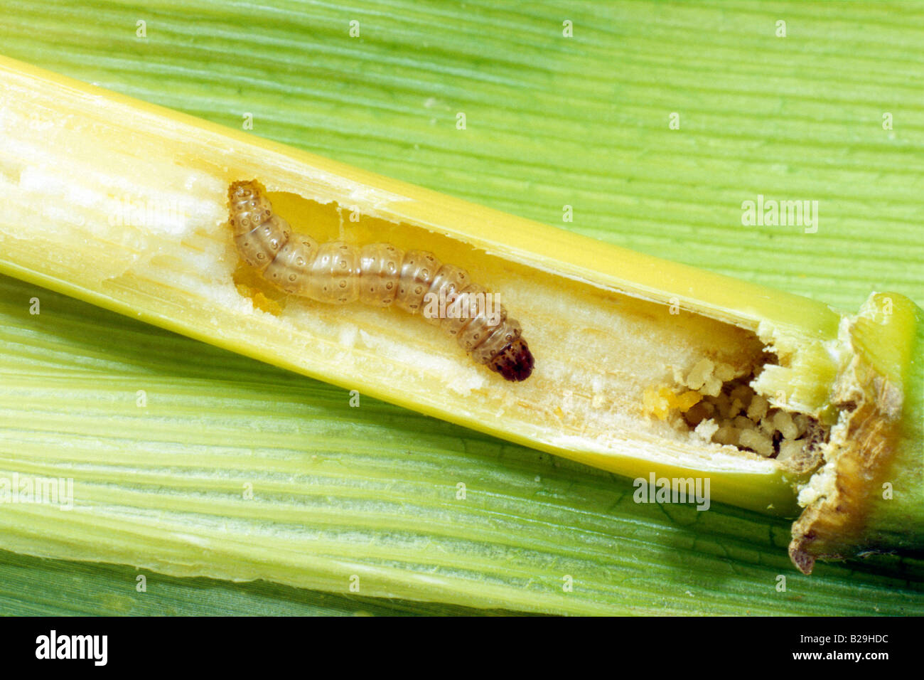 European Corn Borer (Ostrinia nubilalis), larva in maize corn stalk Stock Photo