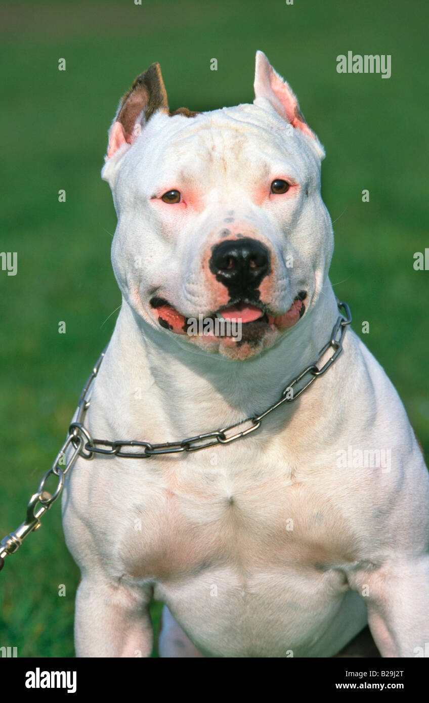 American Bulldog Cropped Ears High 