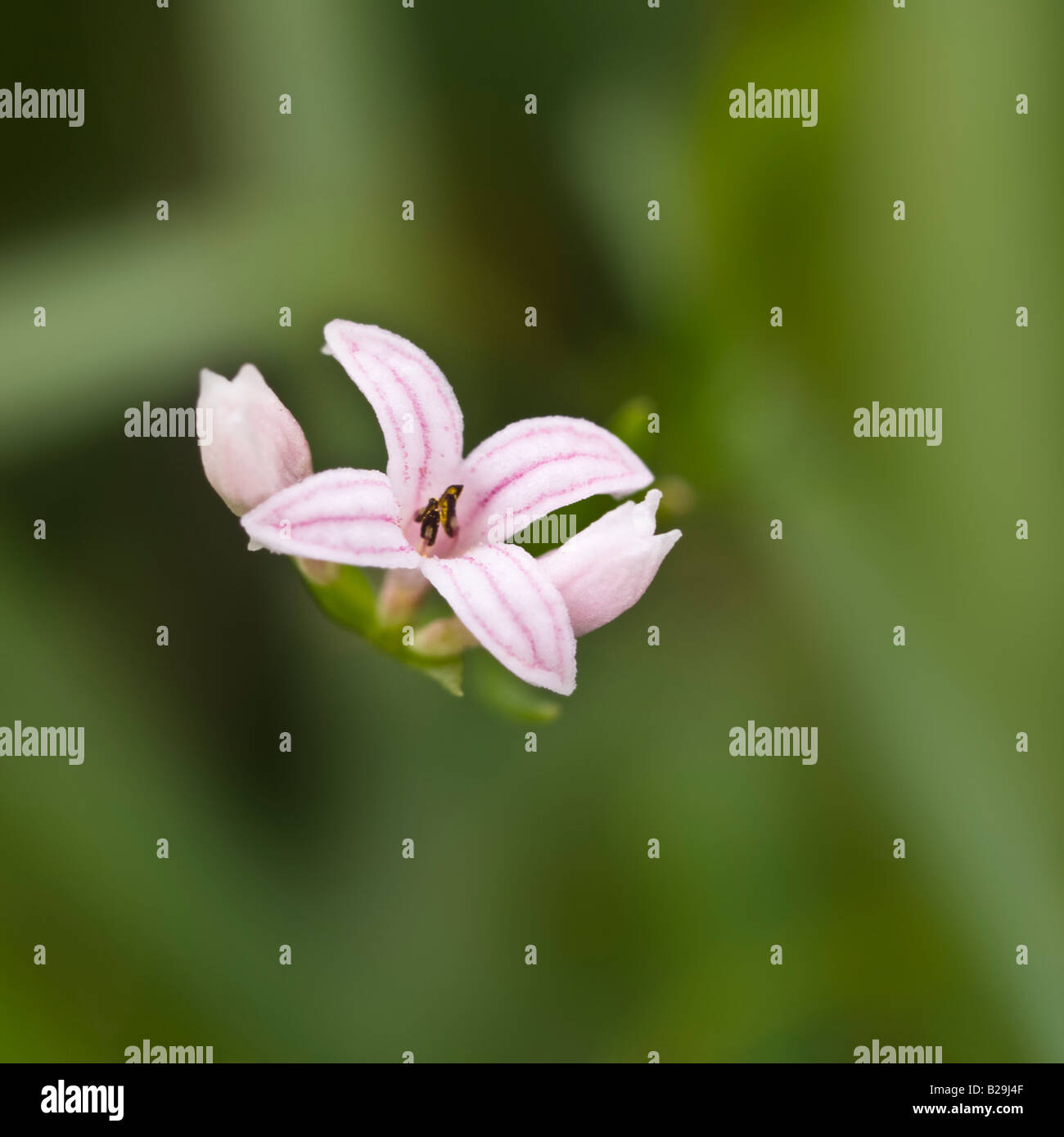 Squinancywort Asperula cynanchica (Rubiaceae) Stock Photo