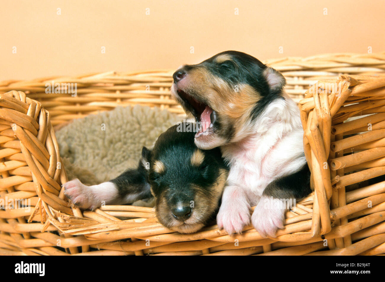 Rough collie puppies hi-res stock photography and images - Alamy