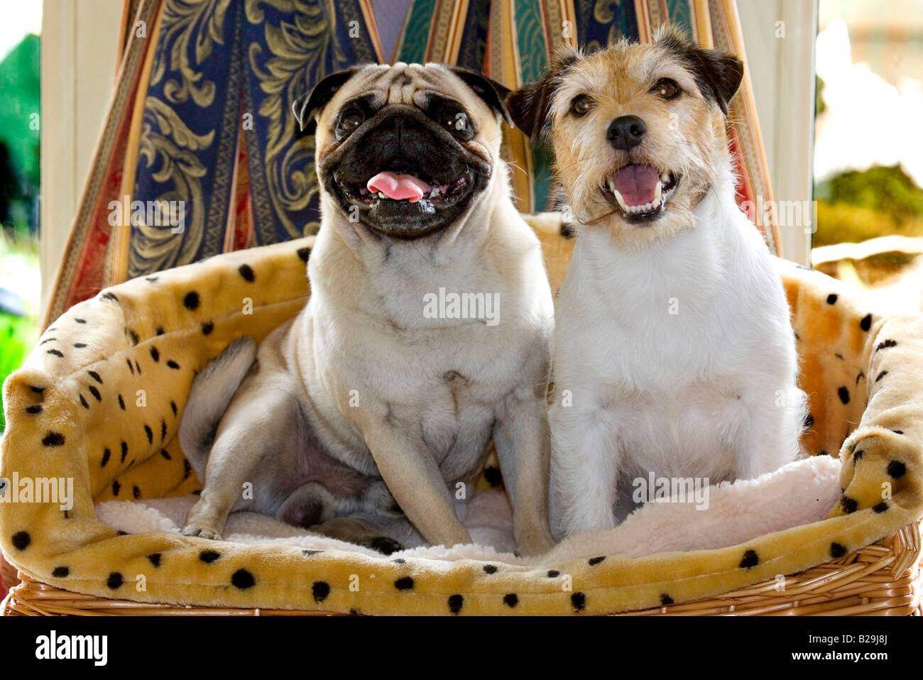 Pug and Jack Russell Terrier Stock Photo