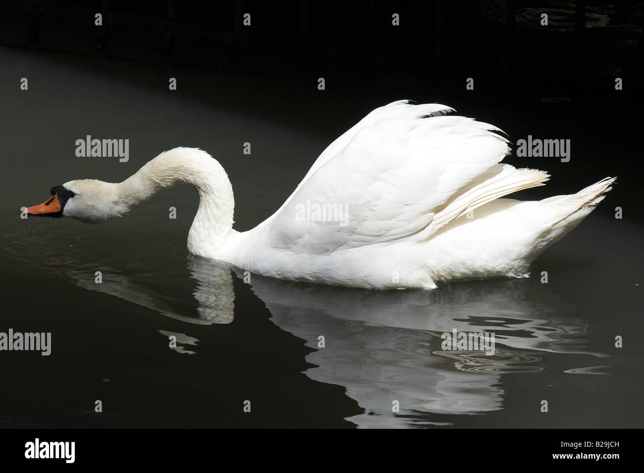 Белый лебедь джемете. Лебедь трубач. Лебедь шипун красивый. Белый лебедь на суше. Белый лебедь что это.