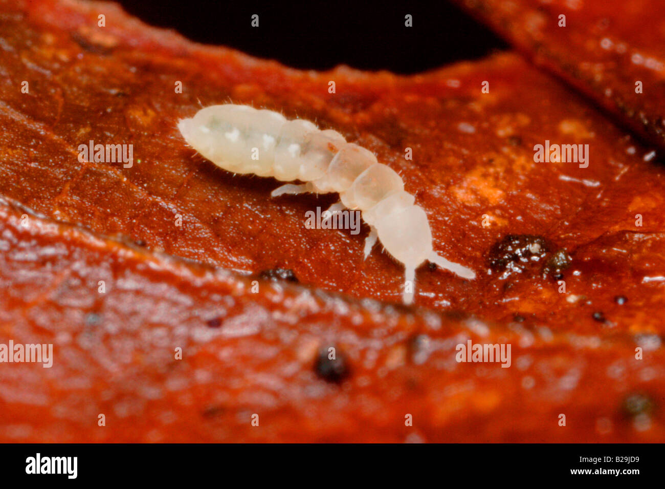 Springtail insect hi-res stock photography and images - Alamy