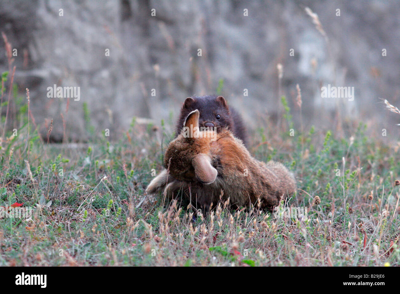 Mink hunting hi-res stock photography and images - Alamy