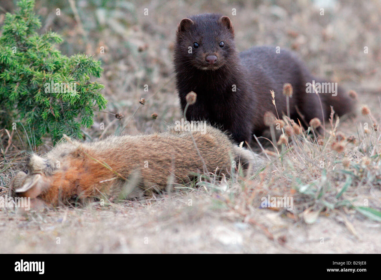 Mink hunting hi-res stock photography and images - Alamy