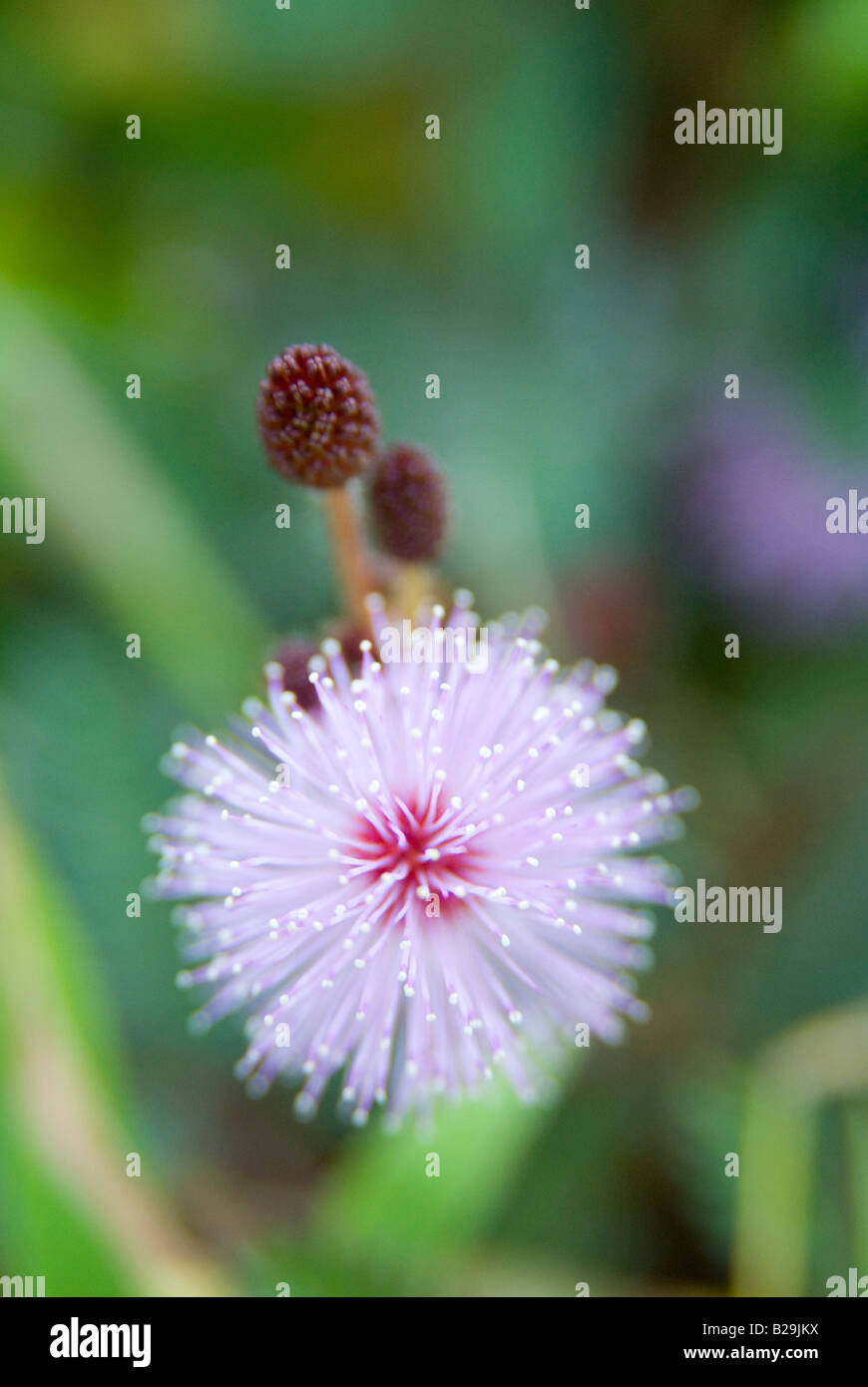 Purple hawaii flowers hi-res stock photography and images - Alamy